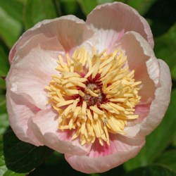 Peony-Rose-Noble APS